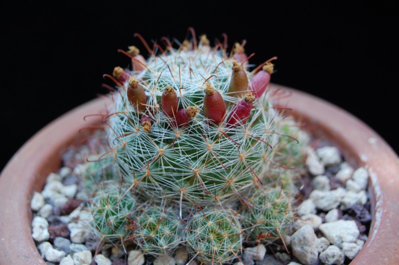 Mammillaria erythrosperma SB 825