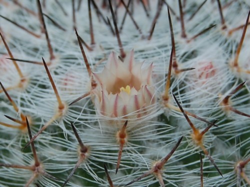 Mammillaria ritteriana Z 40