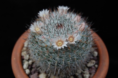 Mammillaria ritteriana Z 40