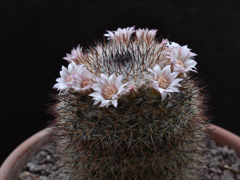 Mammillaria ritteriana Z 40