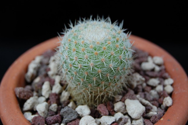 mammillaria aff. crucigera