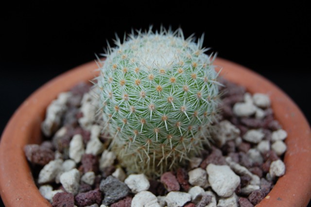 Mammillaria aff. crucigera WM 4570