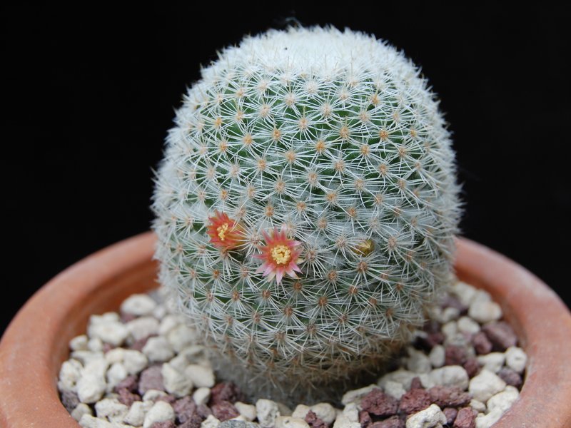 Mammillaria supertexta WM 4570