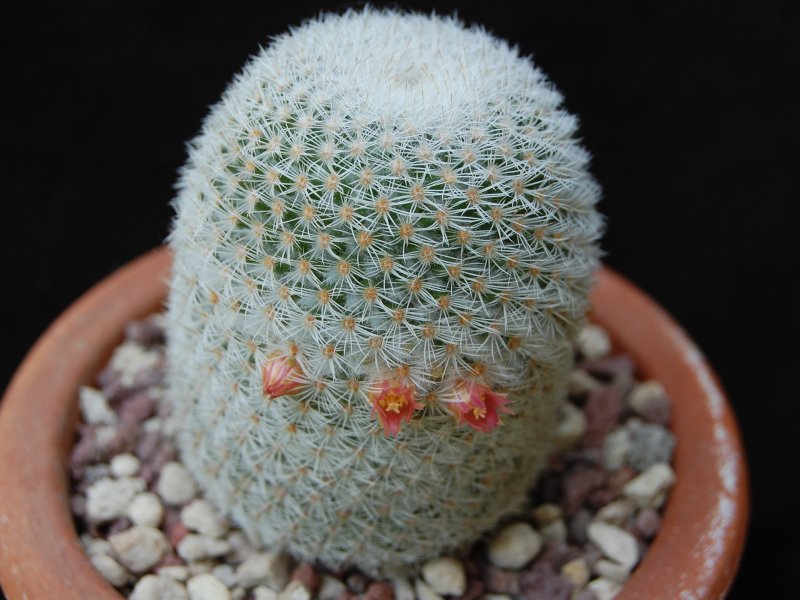 Mammillaria supertexta WM 4570