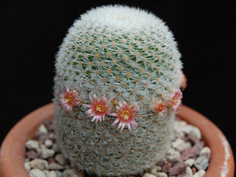 Mammillaria supertexta WM 4570