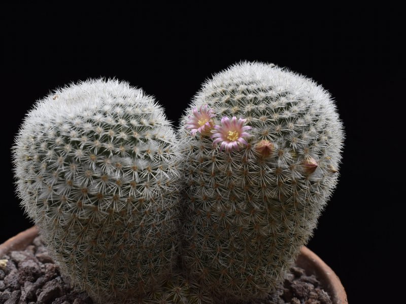 Mammillaria supertexta WM 4570