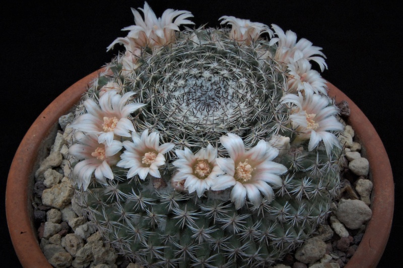 Mammillaria formosa BZ 19