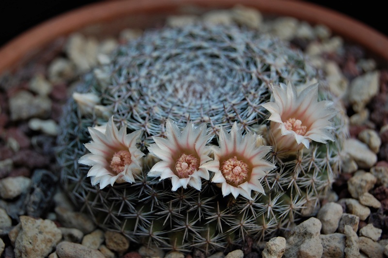 Mammillaria formosa BZ 19