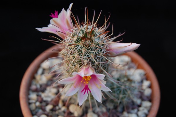 Mammillaria thornberi 