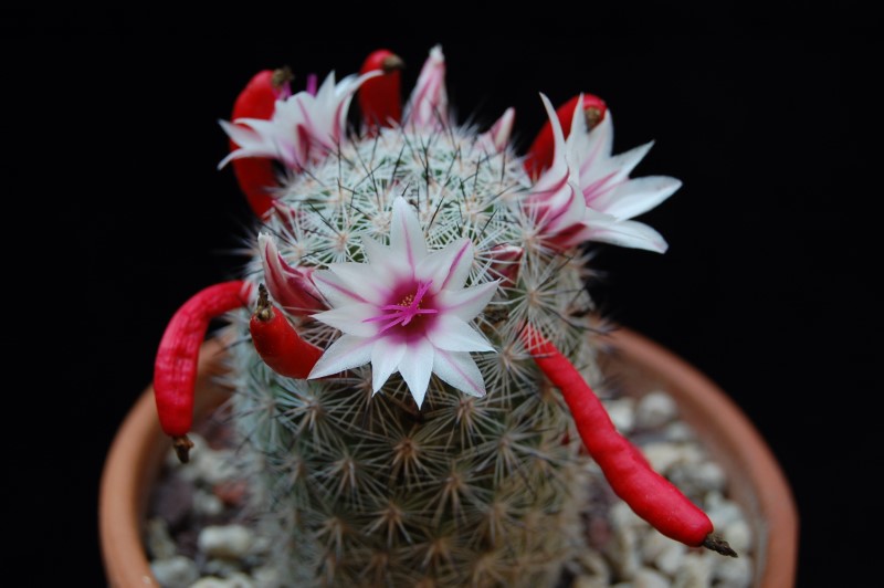 Mammillaria albicans f. slevinii SB 1251