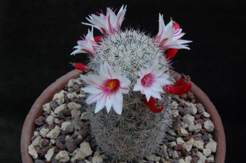 Mammillaria albicans f. slevinii SB 1251