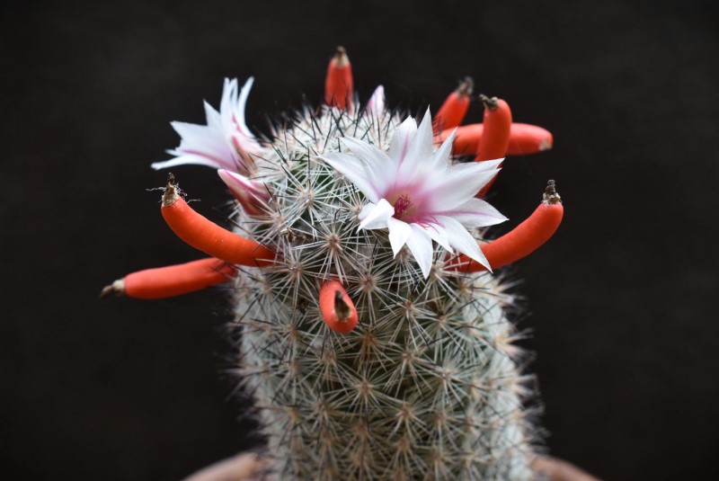 Mammillaria albicans f. slevinii SB 1251