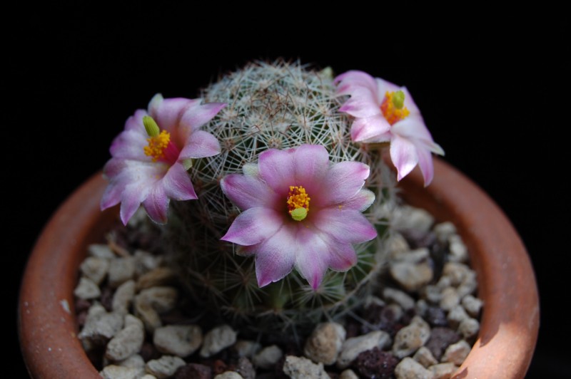 Mammillaria pseudoalamensis 