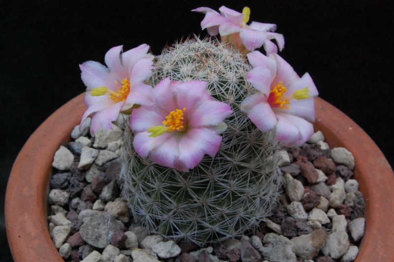 Mammillaria pseudoalamensis 