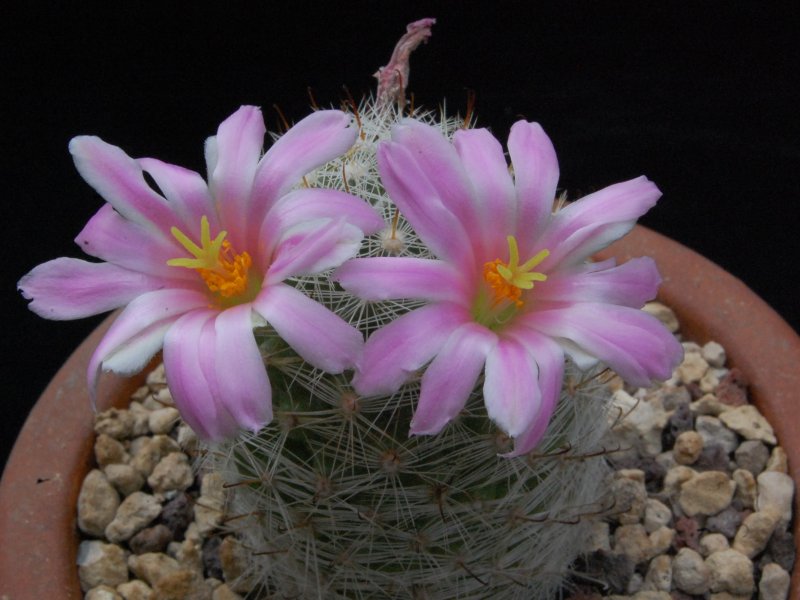 Mammillaria boolii ML 733