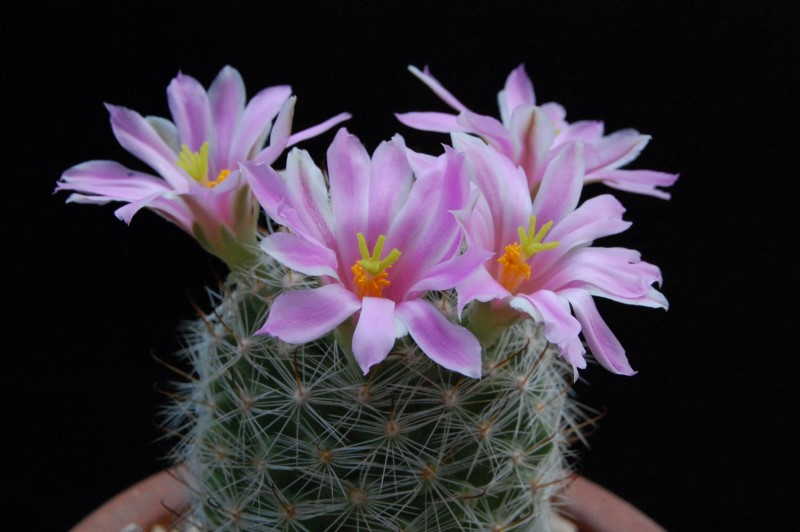 Mammillaria boolii ML 733