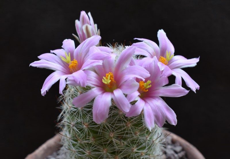 Mammillaria boolii ML 733