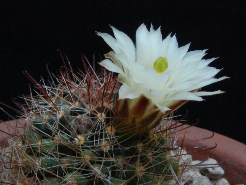 Mammillaria wrightii f. wolfii 