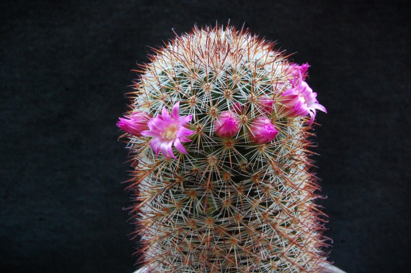 Mammillaria duoformis 