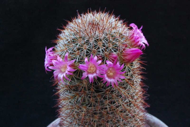 Mammillaria duoformis 