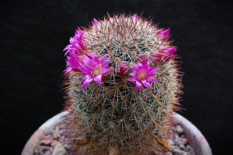 Mammillaria duoformis 