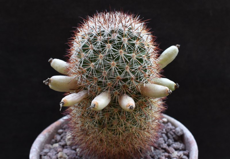 Mammillaria duoformis 