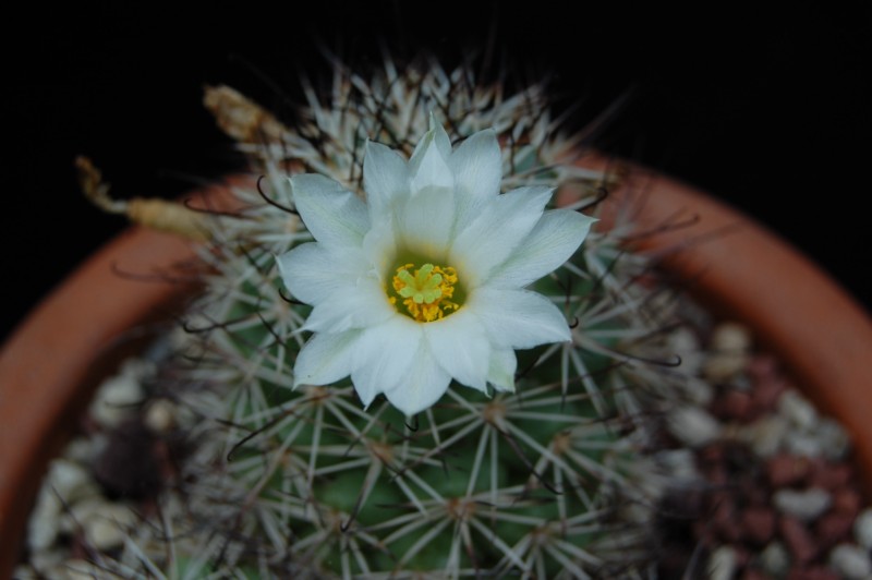 Mammillaria schumannii - fiore bianco 