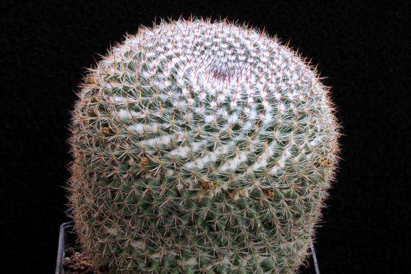 Mammillaria brauneana 
