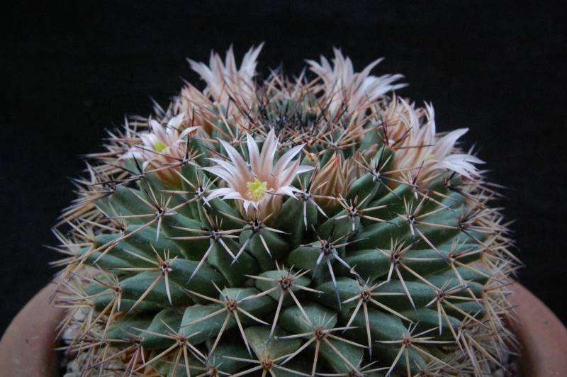 Mammillaria grusonii Z 63