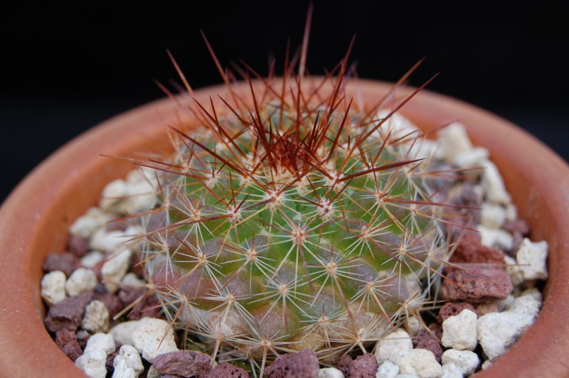 Mammillaria canelensis 