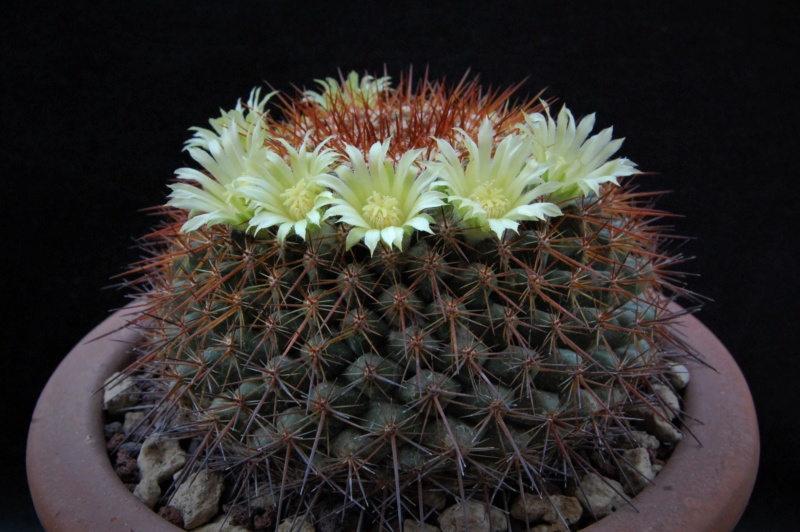 Mammillaria canelensis 