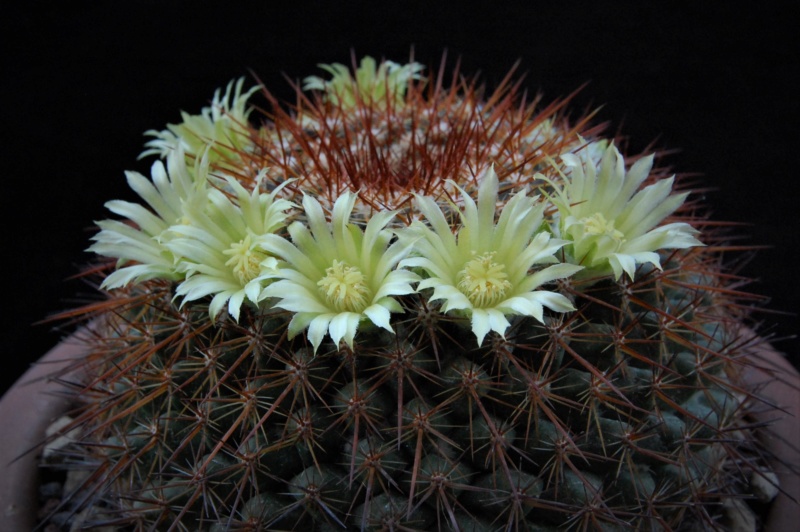 Mammillaria canelensis 