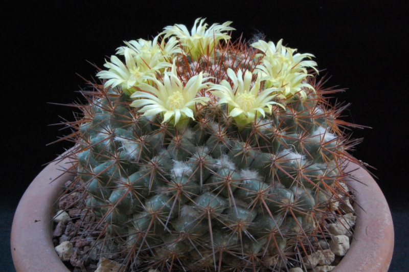 Mammillaria canelensis 