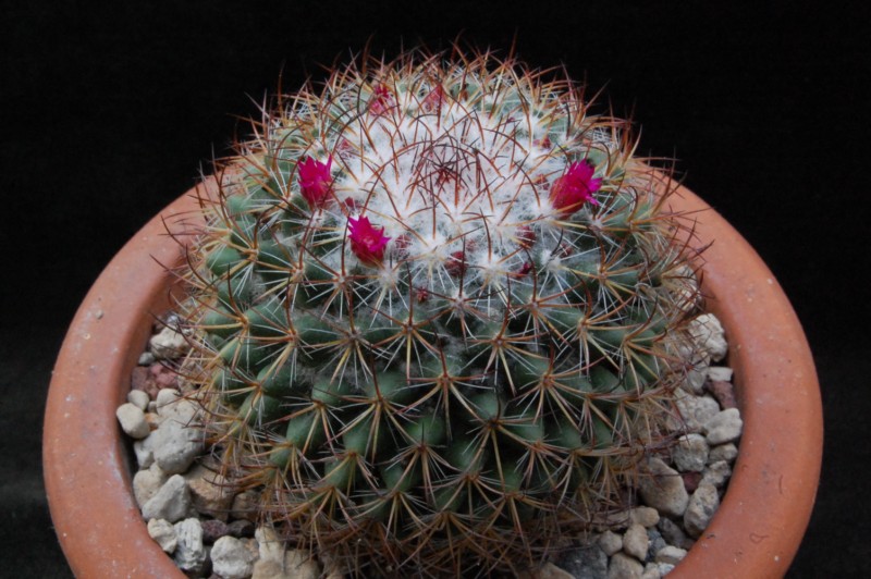 Mammillaria bonavitii REP 904