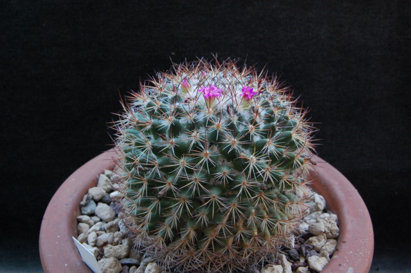 Mammillaria bonavitii REP 904