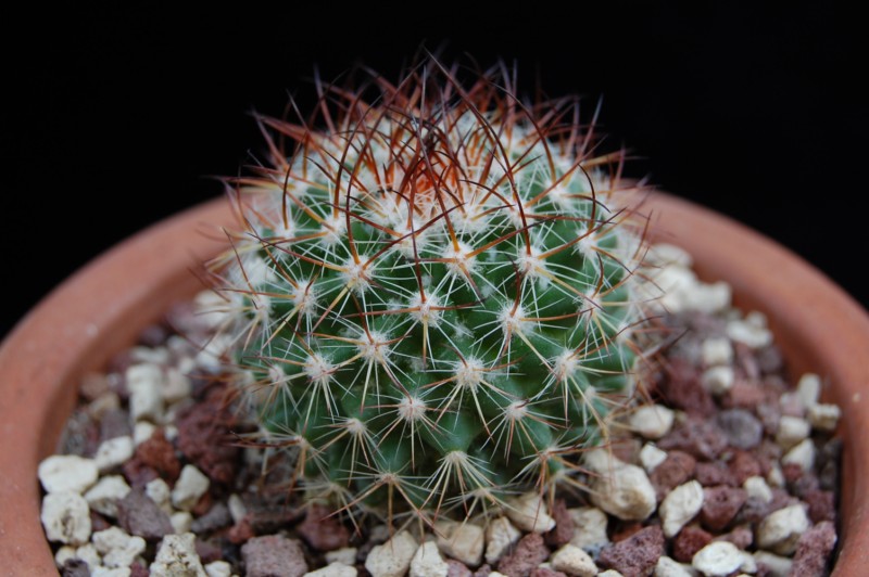 Mammillaria bonavitii REP 904