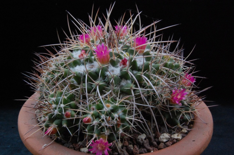 Mammillaria compressa ssp. centralifera BZ 27