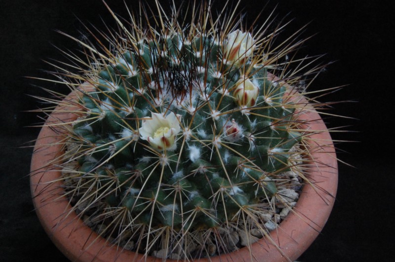 Mammillaria melanocentra ssp. linaresensis 