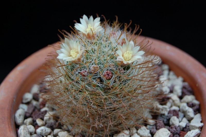 Mammillaria brevicrinita REP 1127