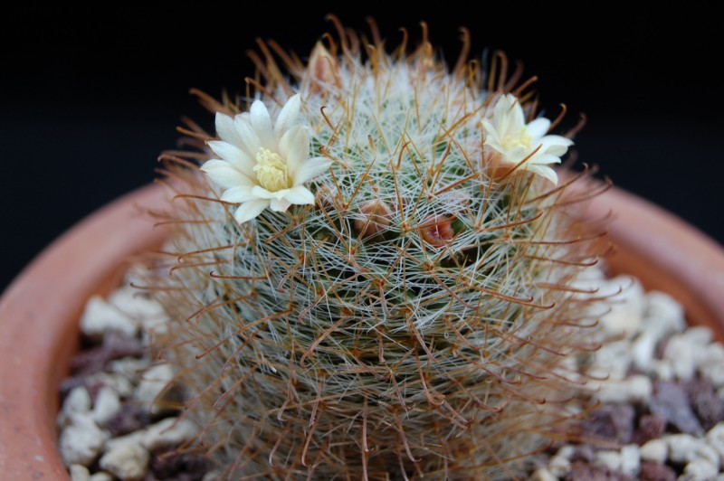 Mammillaria brevicrinita REP 1127