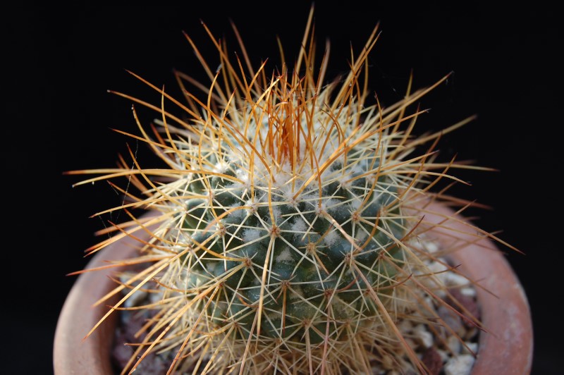 Mammillaria apozolensis v. saltensis LAU 1045