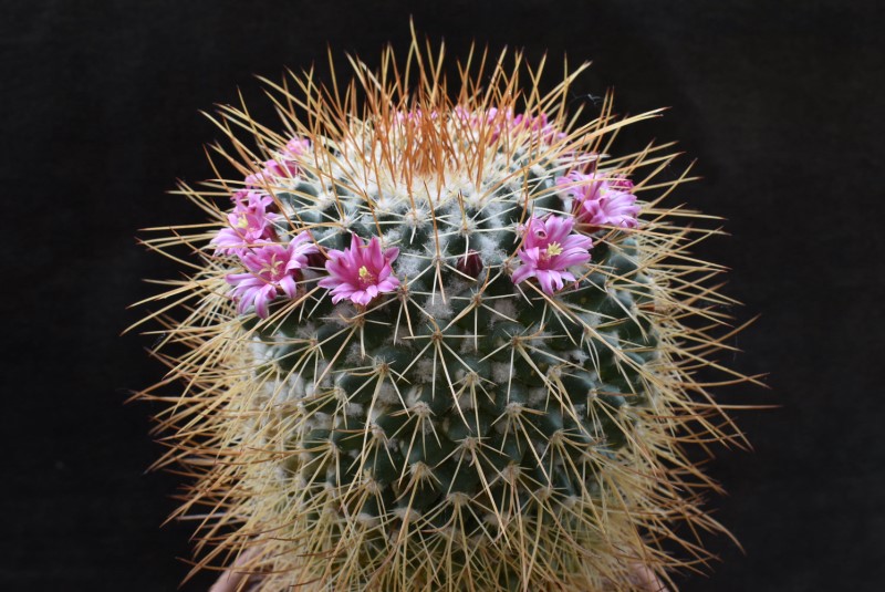 Mammillaria apozolensis v. saltensis LAU 1045