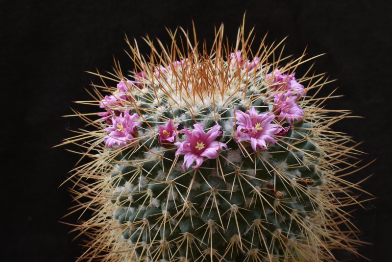 Mammillaria apozolensis v. saltensis LAU 1045