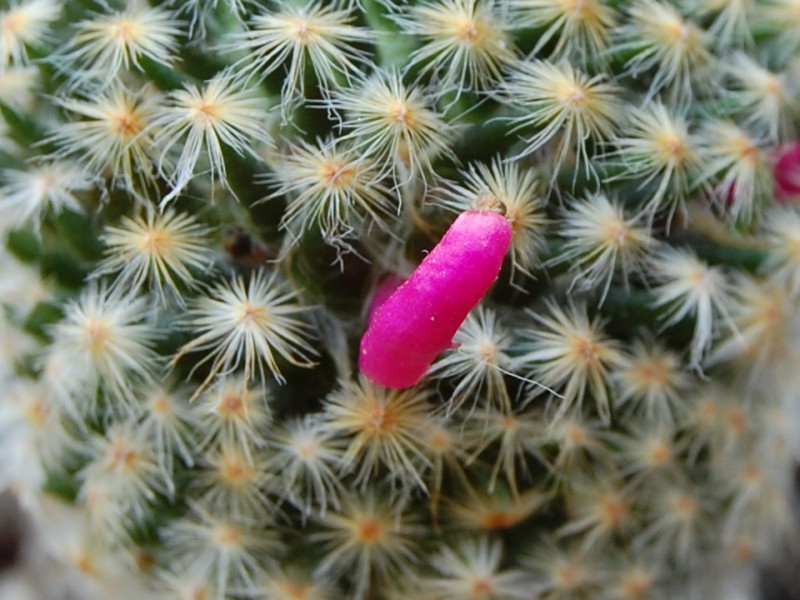 Mammillaria schiedeana 