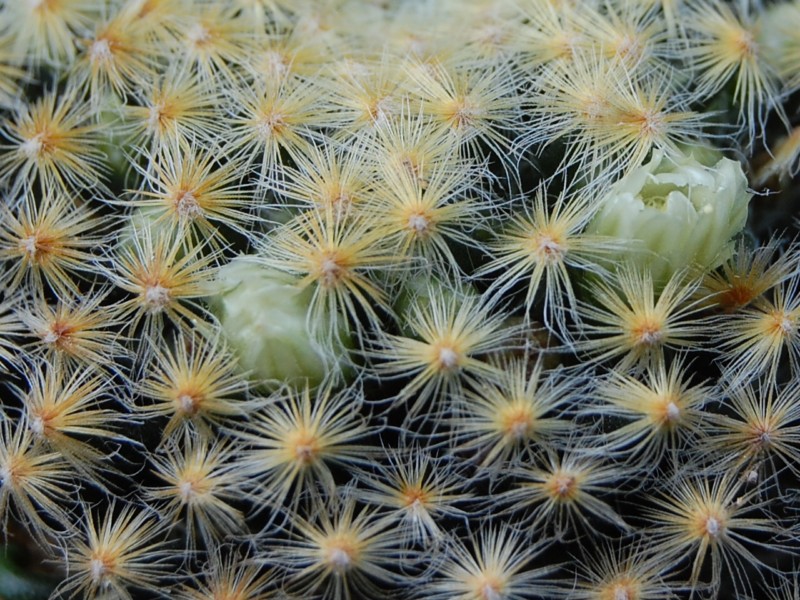 Mammillaria schiedeana 