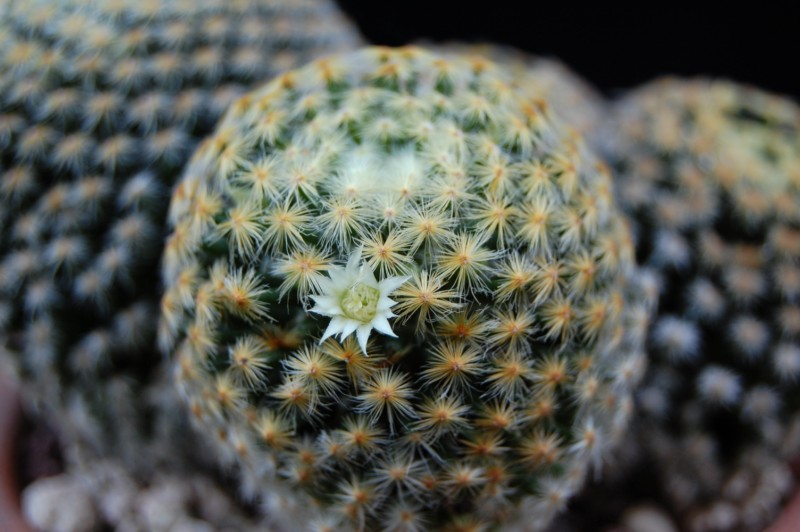 Mammillaria schiedeana 