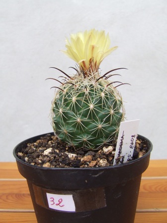 Coryphantha cornifera 