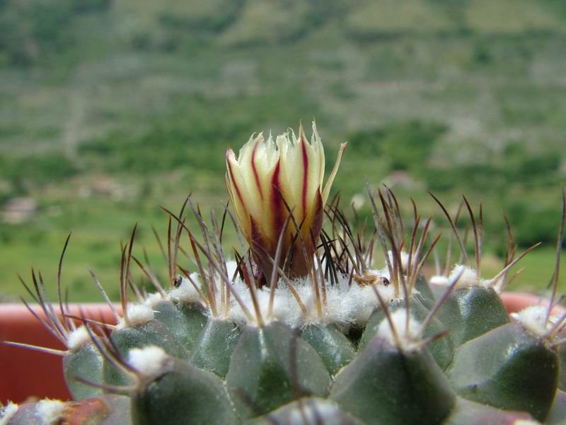 Turbinicarpus swobodae 