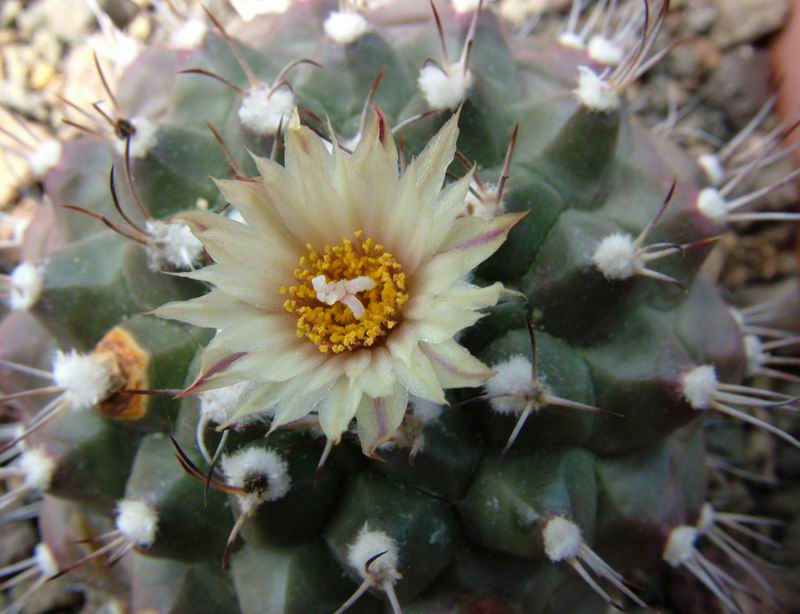 Turbinicarpus swobodae 