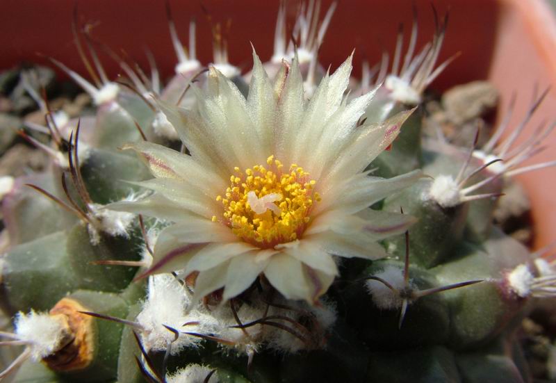 Turbinicarpus swobodae 